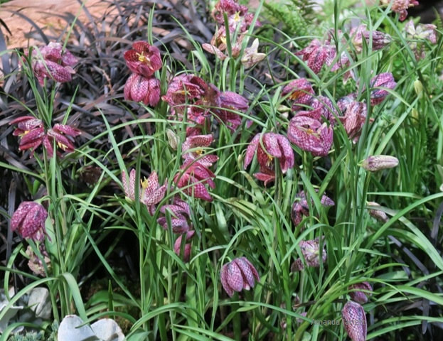 Fritillaria meleagris,checkered lily,spring flowering bulb