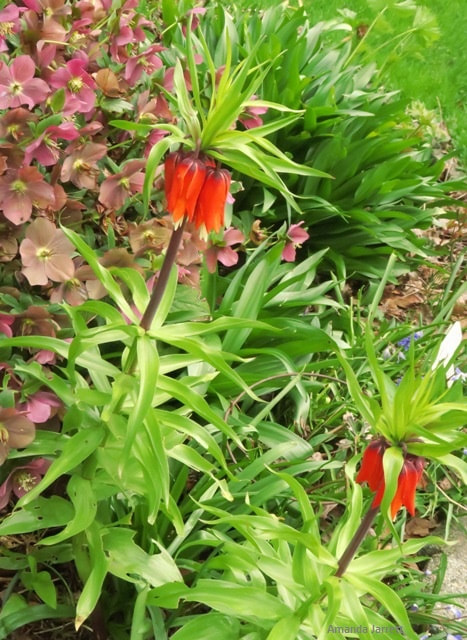Crown imperial fritillaria,Fritillaria imperialis 'Rubra'