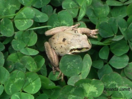 frogs,toads,biological insect control,insect barriers,insect control,plant pests,the garden website.com,Amanda's Garden Consulting,Amanda Jarrett