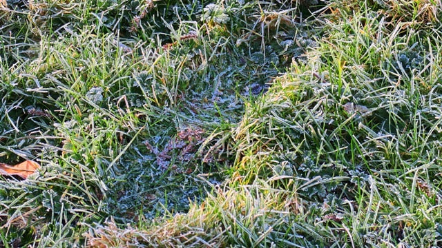 frozen lawns,lawns in winter
