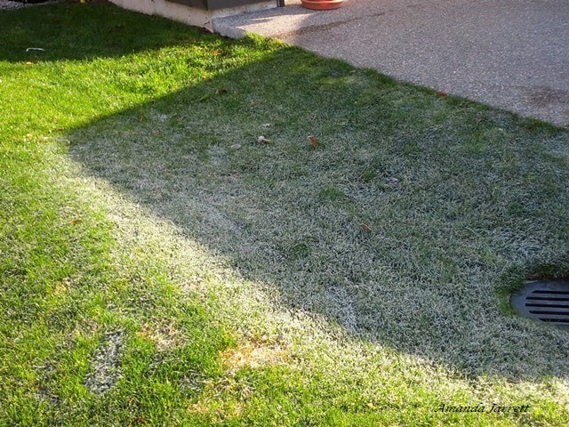 fall lawn care,frost on lawns
