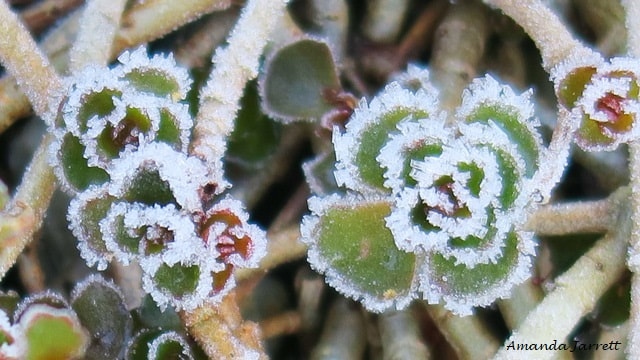 sedum frost