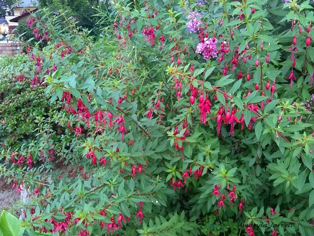 Fuchsia magellanica,hardy fuchsia,August gardens,August flowers,summer flowers