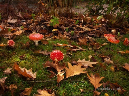 Fly agaric toadstool,Amanita muscaria,poisonous mushrooms