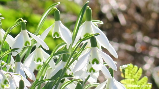 snowdrops,Galanthus nivalis,spring bulb,March flowers