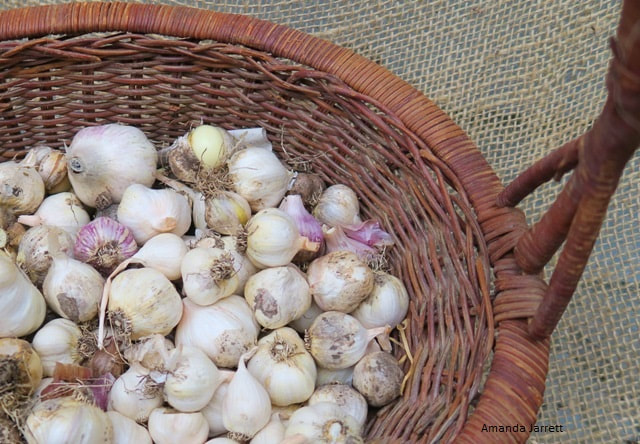 harvesting garlic,harvest onions,summer harvests