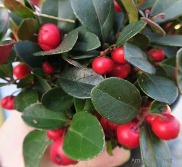 wintergreen,tayberry,Gaultheria procumbens,November plant of the month,indigenous plant,groundcovers,The Garden Website.com,The Garden Website,Amanda Jarrett,Amanda’s Garden Consulting