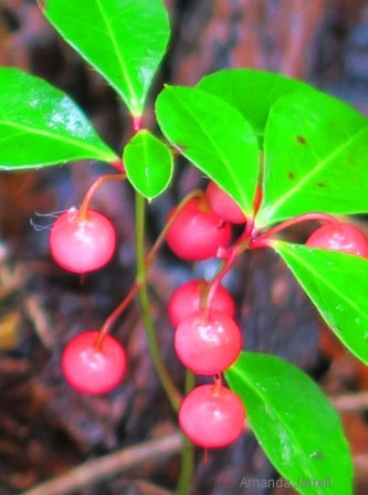 wintergreen,tayberry,Gaultheria procumbens,November plant of the month,indigenous plant,groundcovers,The Garden Website.com,The Garden Website,Amanda Jarrett,Amanda’s Garden Consulting