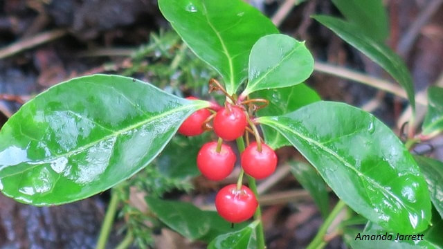 winterberry,Gaultheria procumbens,Native plants of North America