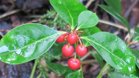 wintergreen,Gaultheria procumbens,November plant of the month,indigenous plant,groundcovers, November gardening,November plants,The Garden Website.com,The Garden Website,Amanda Jarrett,Amanda’s Garden Consulting