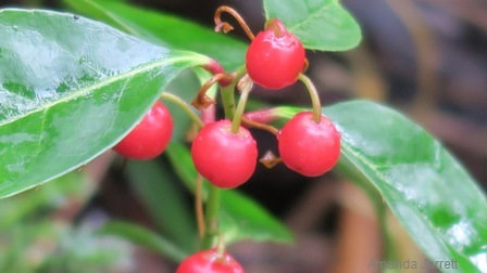 Gaulthera procumbens,wintergreen,North America native plant,groundcover,plants with berries