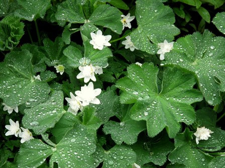 ground covers for shade,anemone nemorosa,lady's mantle