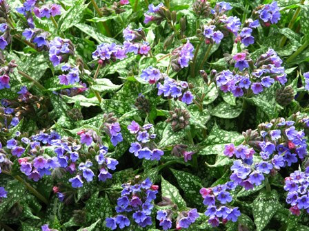Common lungwort,Pulmonaria officinalis,blue flowers,spring flowers,March blossoms