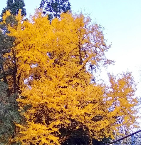 Maidenhair tree,Ginkgo biloba,trees with good fall colour