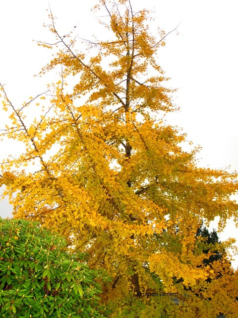 ginkgo biloba,maidenhair tree,living fossil,fall color,autumn colour,shade tree,city tree,urban pollution tolerant tree,pest resistant tree,dinosaur tree