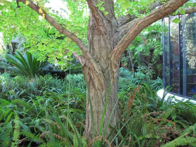 ginkgo biloba,maidenhair tree,living fossil,fall color,autumn colour,shade tree,city tree,urban pollution tolerant tree,pest resistant tree,dinosaur tree