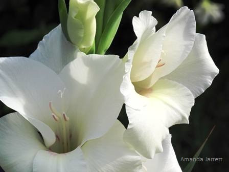gladiolus,August gardens,August flowers,summer gardening,pruning,harvesting,harvest,summer lawn care,turf,rose sawfly,Heritage Vancouver,drought,deadheading,pruning,tomato diseases,the garden website.com,Amanda’s Garden Consulting,Amanda Jarrett