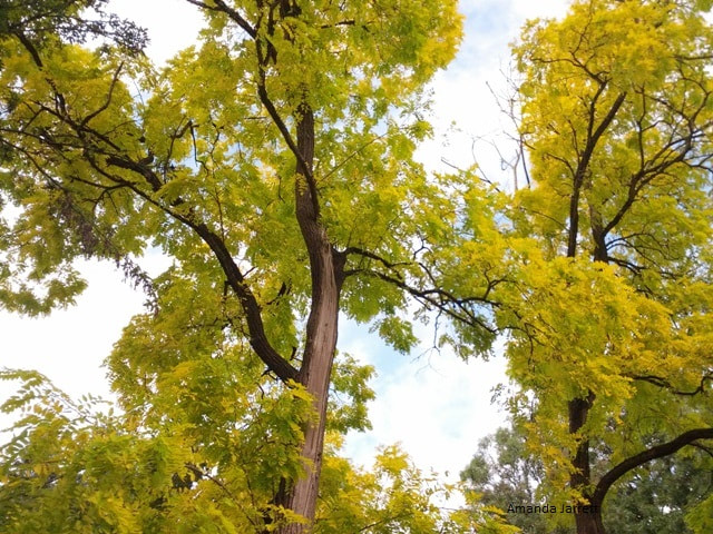 Honey locust shade trees fall colour Gleditsia triacanthos