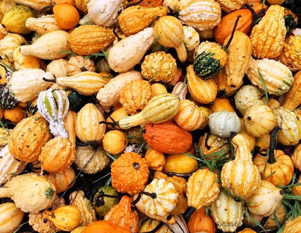 gourds,October garden chores,fall gardening