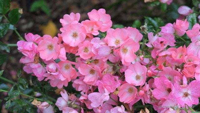 Rosa Flower Carpet Coral,how to grow roses
