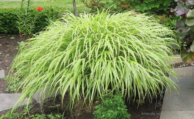 Japanese forest grass,hakone grass,Hakonechloa macra,ornamental grass,variegated perennial,shade plant,January plant of the month The Garden Website.com,the garden website.com,Amanda Jarrett,Amanda’s Garden Consulting,garden website,horticulture,landscaping,garden Picture