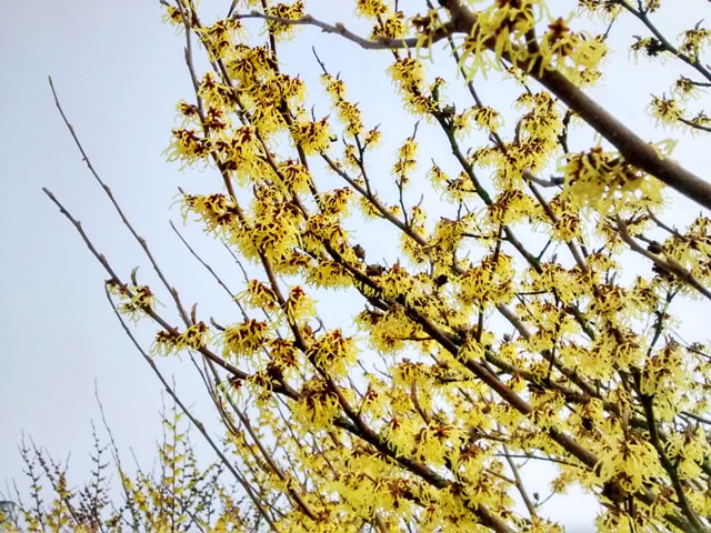 Chinese witch hazel,Hamamelis mollis,spring flowering shrubs,winter flowers,fragrant flowers