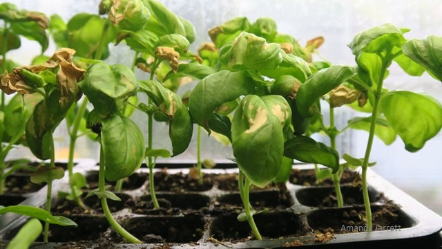basil seedlings damaged from cold