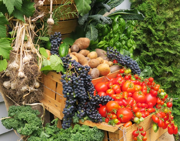 harvesting vegetables,September harvest,September vegetable gardening