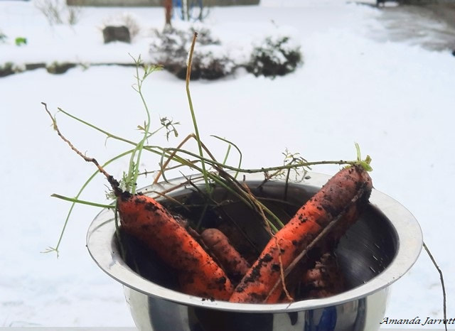 winter harvests carrots