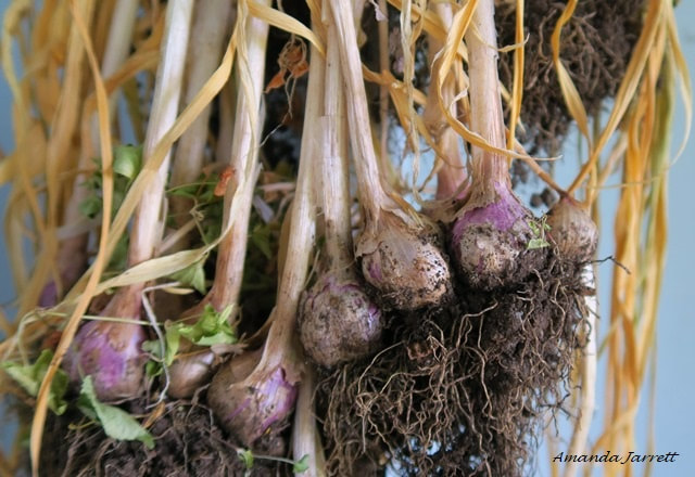 harvesting garlic and onions
