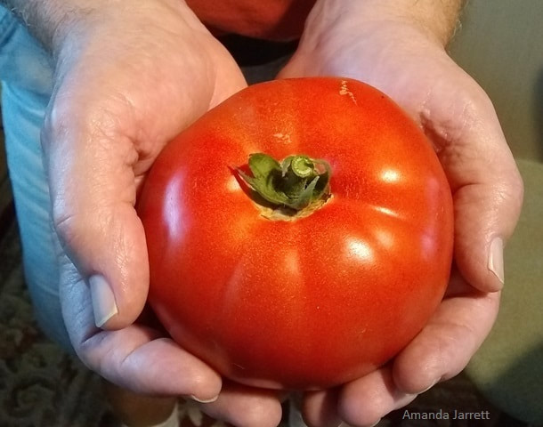 grow tomatoes,organic tomatoes,organic food gardening