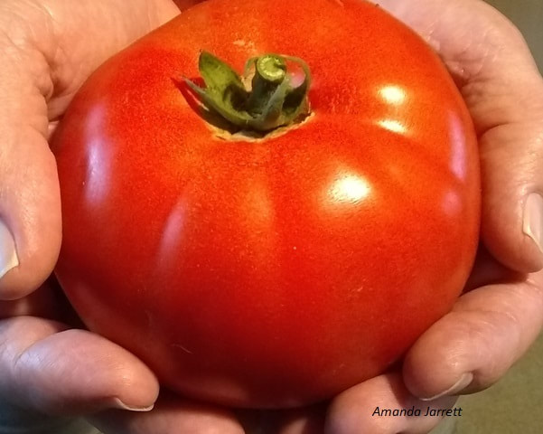 how to grow tomatoes,tomato problems