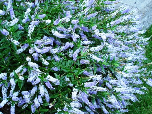 Patty's Purple hebe,Hebe buxifolia 'Patty's Purple',summer flowering shrub,July flowers