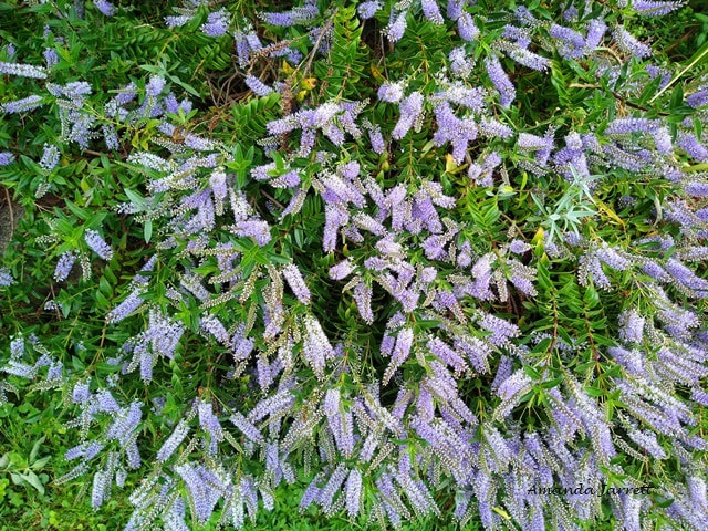 Patty's Purple hebe,Hebe buxifolia 'Patty's Purple',summer flowering shrub,July flowers