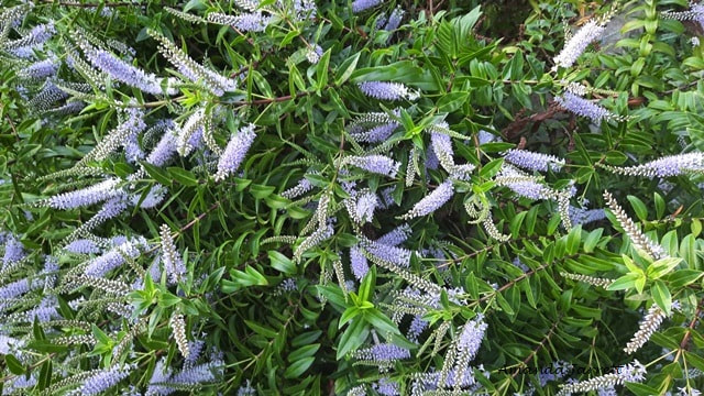 Patty's Purple hebe,Hebe buxifolia 'Patty's Purple',summer flowering shrub,June flowers