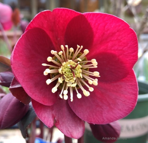 'Anna's Red' Helleborus lenten rose,February gardening,February gardens,winter gardens,plants,planting,vegetable gardening,sowing seeds,February flowers,cool season crops,dormant oil lime sulfur,insects,monthly garden calendar,winter pruning,organic gardening,landscaping,lawn care,chinch bugs,lawn care,the garden website.com,Amanda Jarrett,,Amanda’s Garden Consulting,gardening website,horticulture,the garden website.com