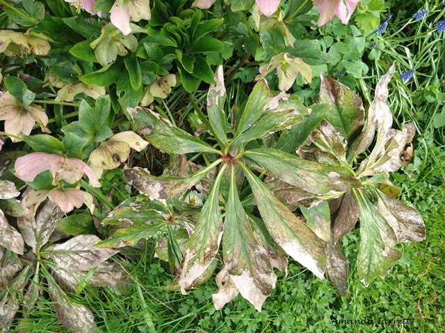 Peony measles,peony leaf spots,helleborus leaf spot