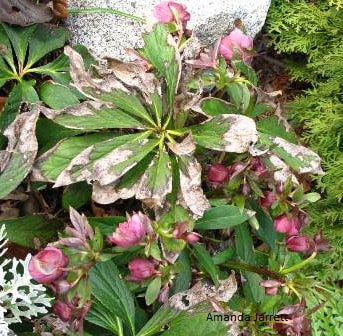 helleborus leaf spot,lenten rose diseases,brown leaves on helleborus
