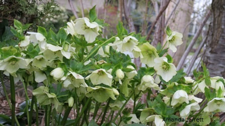 Helleborus,hellebore,lenten rose,Christmas rose,January gardening,January plants,dormant pruning,gardening in winter,winter pruning,dormant oil lime sulfur,control of overwintering insects & diseases,topping trees,winter gardening,Canadian seed and plant catalogues,The Garden Website.com,the garden website,Amanda Jarrett,Amanda’s Garden Consulting,landscaping,horticulture