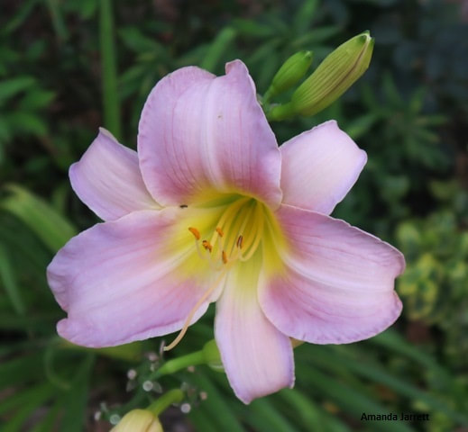 'Catherine Woodbury' daylily,hemerocallis,fragrant plant,butterfly plant,summer flowers,July flowers