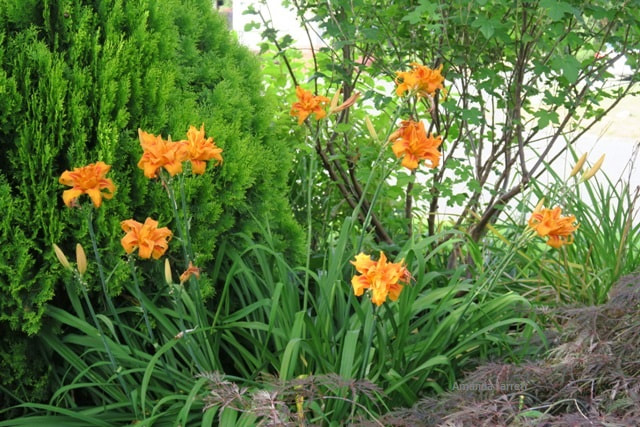 'Flore Pleno' tetraploid daylily hemerocallis,summer flowers