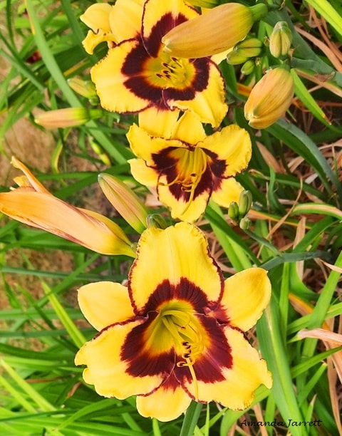 Hemerocallis,July flowers