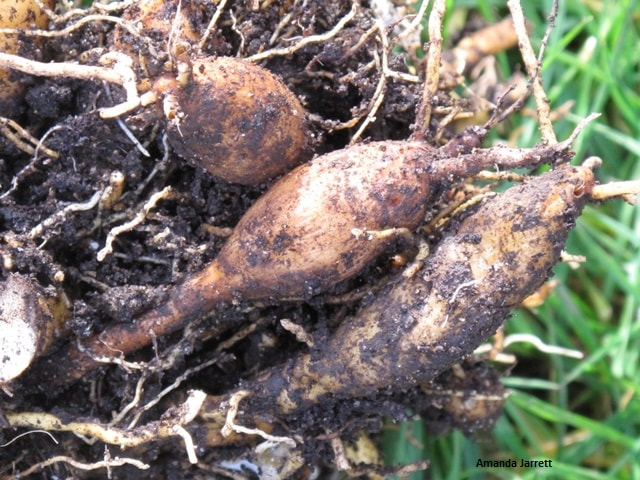 hemerocallis tuber,daylily roots