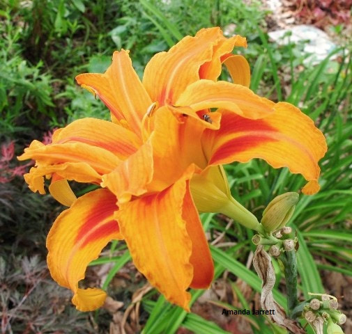 'Flore Pleno' daylily,hemerocallis,tetraploid,double flowered orange daylily