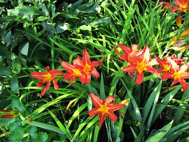 'Bold Stripe' daylily hemerocallis,summer flowers,herbaceous perennial,easy care plant