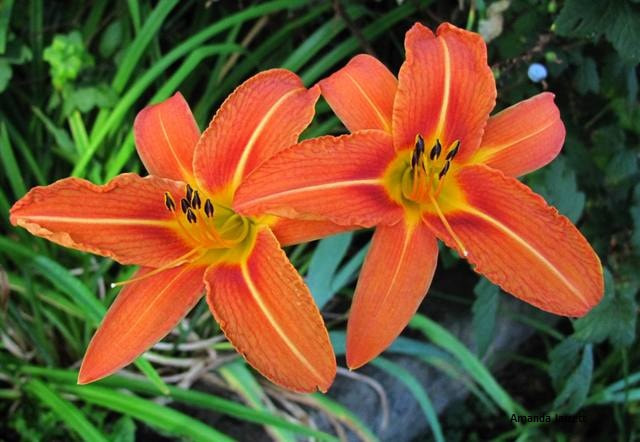'Bold Stripe' daylily hemerocallis,summer flowers,herbaceous perennial,easy care plant
