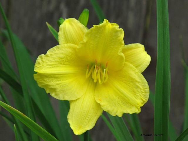 'Stella de Oro' everblooming daylily,hemerocallis,summer flowers,herbaceous perennial,easy care plant