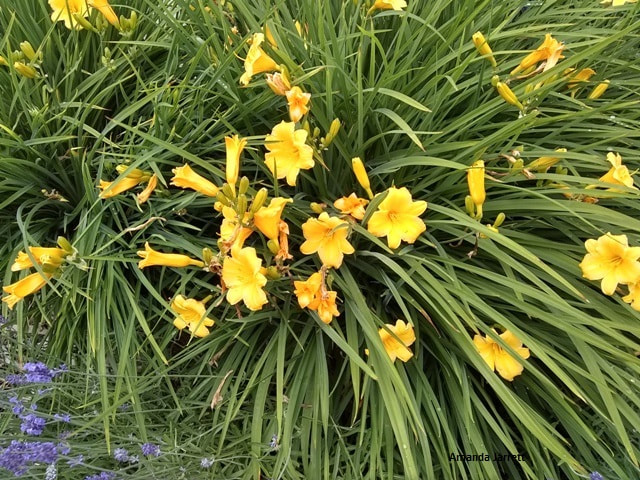 Stella de Oro daylily,diploid hemerocallis,summer flowers