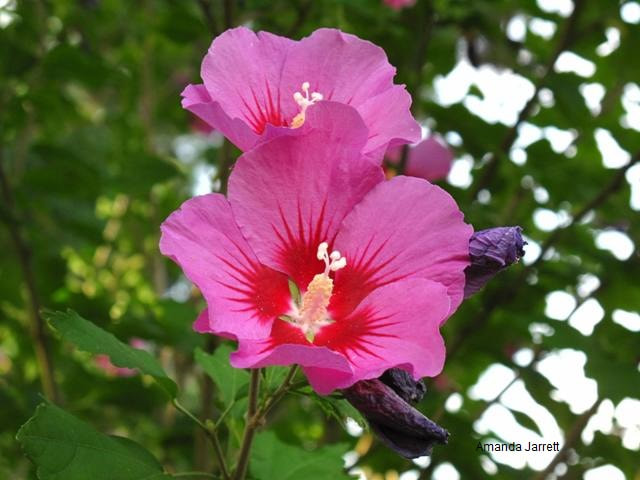 Hibiscus syriacus,rose of sharon,August gardens,August flowers,summer gardening,pruning,harvesting,harvest,summer lawn care,turf,rose sawfly,Heritage Vancouver,drought,deadheading,pruning,tomato diseases,the garden website.com,Amanda’s Garden Consulting,Amanda Jarrett 