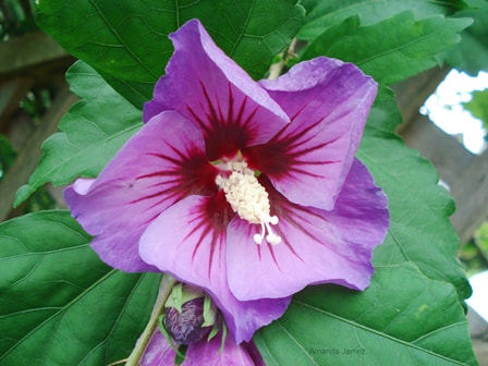Hibiscus syriacus,rose of sharon,pruning,how to prune trees,how to prune shrubs,when to prune,pruning shrubs,pruning trees,pruning methods,suckers,watersprouts,apple pruning,the garden website.com,garden website,Amanda’s Garden Consulting,Amanda Jarrett